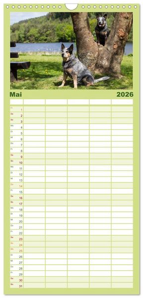 Produktbild: Familienplaner 2026 - Spaziergang am See Australian Cattle Dogs mit 5 Spalten (Wandkalender, 21 x 45 cm) CALVENDO