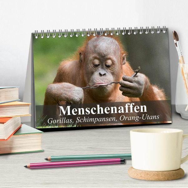 Produktbild: Menschenaffen. Gorillas, Schimpansen, Orang-Utans (Tischkalender 2026 DIN A5 quer), CALVENDO Monatskalender