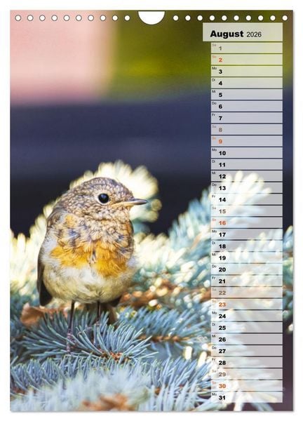 Produktbild: Niedliche Rotkehlchen (Wandkalender 2026 DIN A4 hoch), CALVENDO Monatskalender