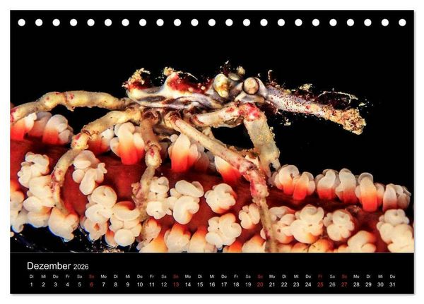 Produktbild: Faszination Makro Unterwasser (Tischkalender 2026 DIN A5 quer), CALVENDO Monatskalender