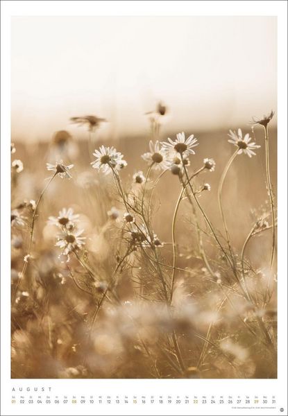 Produktbild: Mareike B&ouml;hmer: pure & simple Kalender 2027