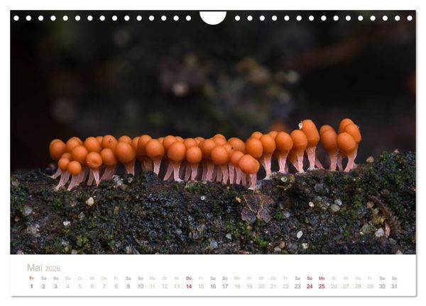 Produktbild: FASZINATION PILZE 2026 (Wandkalender 2026 DIN A4 quer), CALVENDO Monatskalender