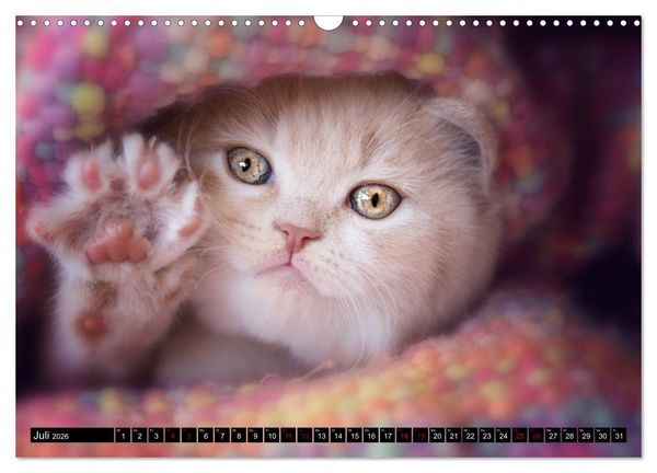 Produktbild: Niedliche BKH Katzenkinder (Wandkalender 2026 DIN A3 quer), CALVENDO Monatskalender