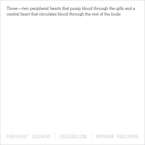 Produktbild: 365 Days of Amazing Trivia Page-A-Day(r) Calendar 2026