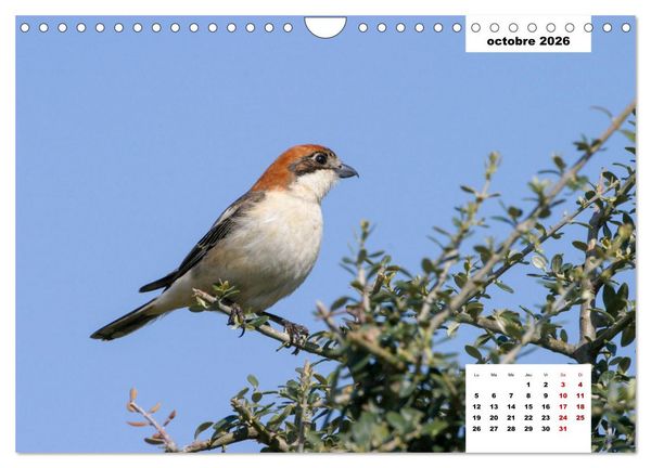 Produktbild: Les habitants de Lesbos Ile des cyclades (Calendrier mural 2026 DIN A4 vertical), CALVENDO calendrier mensuel