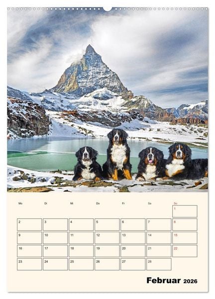 Produktbild: Traumhaft sch&ouml;n - Der Berner Sennenhund (Wandkalender 2026 DIN A2 hoch), CALVENDO Monatskalender