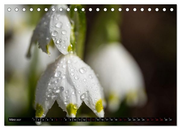 Produktbild: Fr&uuml;hlingsbl&uuml;her - Farbenpracht nach dem Winter (Tischkalender 2027 DIN A5 quer), CALVENDO Monatskalender