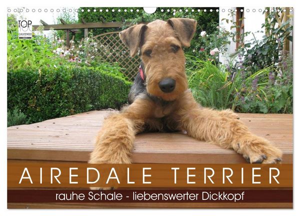 Airedale Terrier (Wandkalender 2026 DIN A3 quer), CALVENDO Monatskalender