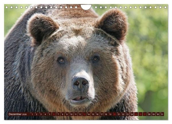 Produktbild: B&auml;ren. Kraftpakete auf leisen Sohlen (Wandkalender 2026 DIN A4 quer), CALVENDO Monatskalender