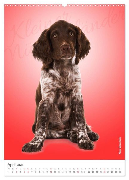 Produktbild: Kunterbunte Hundewelpen (hochwertiger Premium Wandkalender 2026 DIN A2 hoch), Kunstdruck in Hochglanz