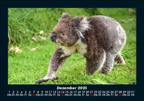 Produktbild: Koala 2025 Fotokalender DIN A5