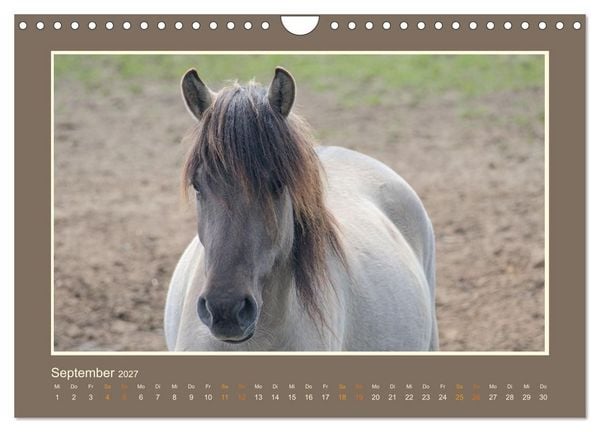Produktbild: Die letzten Wilden - freilebende Pferde in D&uuml;lmen (Wandkalender 2027 DIN A4 quer), CALVENDO Monatskalender