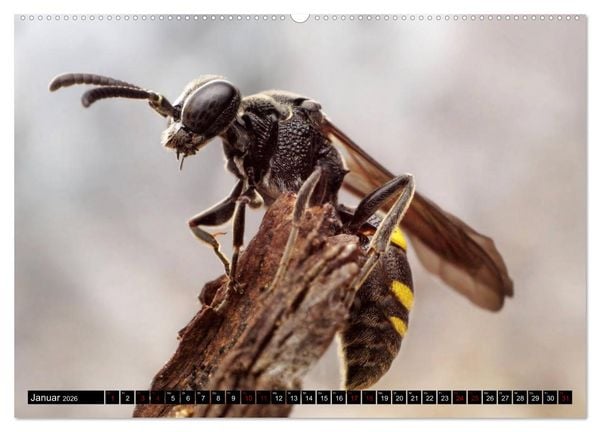 Produktbild: Faszination Makrofotografie: Wespen und Bienen (hochwertiger Premium Wandkalender 2026 DIN A2 quer), Kunstdruck in Hochglanz