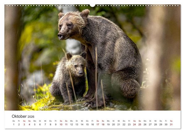 Produktbild: B&auml;ren - Pandas, Grizzlyb&auml;ren und Co. (hochwertiger Premium Wandkalender 2026 DIN A2 quer), Kunstdruck in Hochglanz