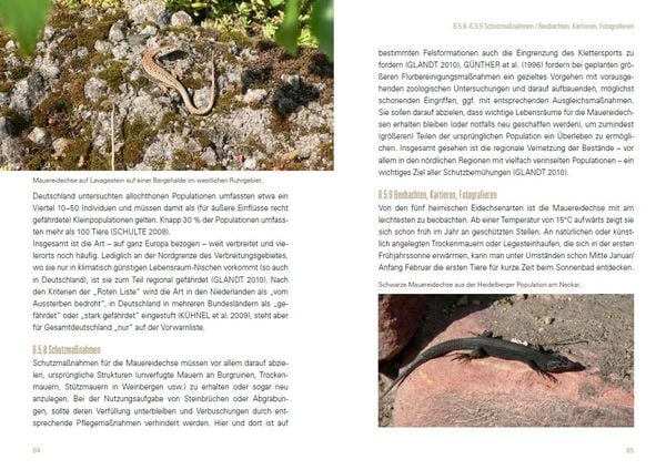 Produktbild: Heimische Eidechsen im Freiland und Terrarium