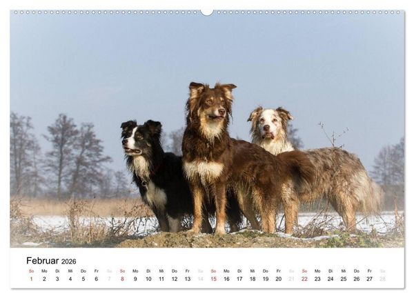 Produktbild: Australian Shepherd - Traum auf vier Pfoten (hochwertiger Premium Wandkalender 2026 DIN A2 quer), Kunstdruck in Hochglanz