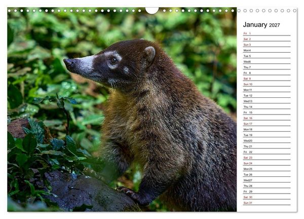 Produktbild: Feel the Wild &ndash; Costa Rica (Wall Calendar 2027 DIN A3 landscape), CALVENDO 12 Month Wall Calendar
