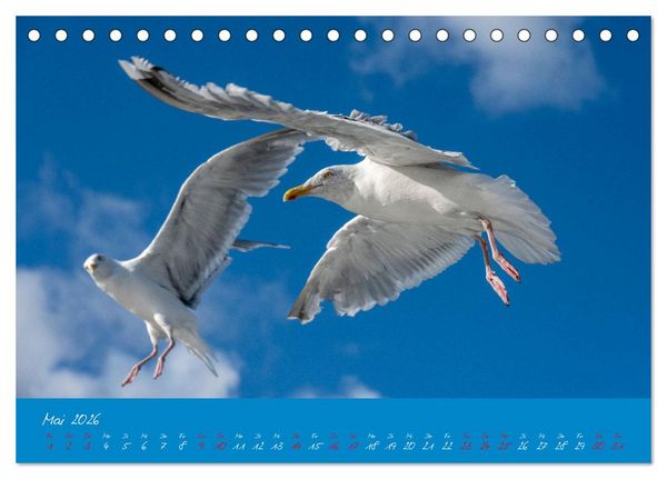 Produktbild: M&ouml;wen die Begleiter an Meer und See (Tischkalender 2026 DIN A5 quer), CALVENDO Monatskalender