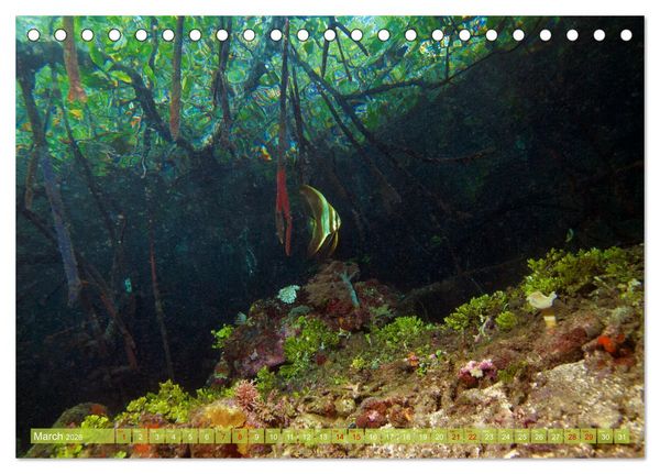 Produktbild: Mangroves - Valuable Habitat (Desk Calendar 2026 DIN A5 landscape), CALVENDO 12 Month DeskCalendar