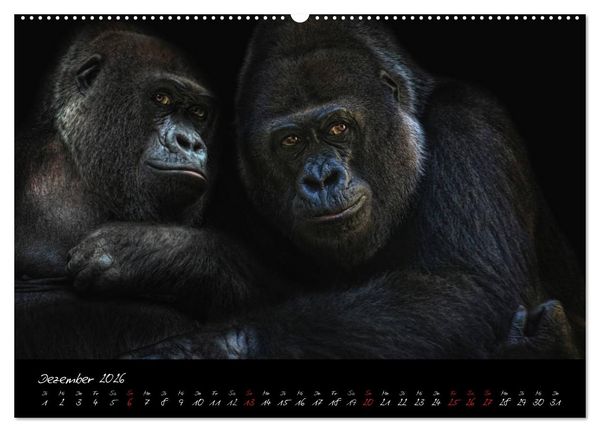 Produktbild: Gorilla (Wandkalender 2026 DIN A2 quer), CALVENDO Monatskalender
