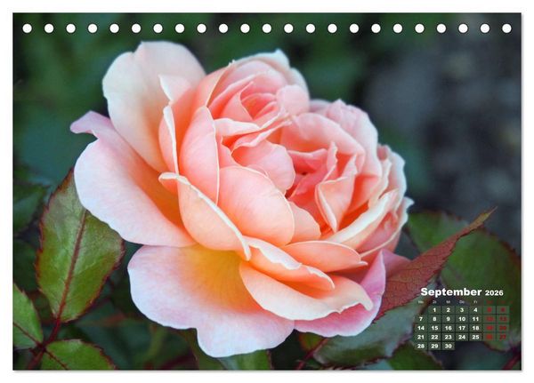 Produktbild: Rosen, die K&ouml;nigin der Blumen (Tischkalender 2026 DIN A5 quer), CALVENDO Monatskalender