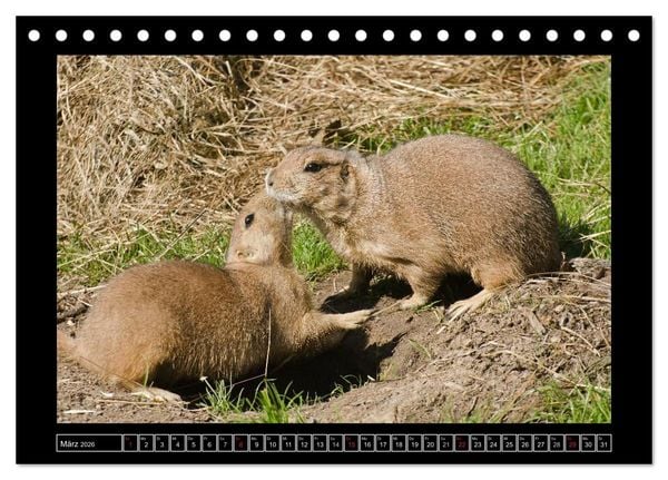 Produktbild: Dresdner Zootiere 2026 (Tischkalender 2026 DIN A5 quer), CALVENDO Monatskalender
