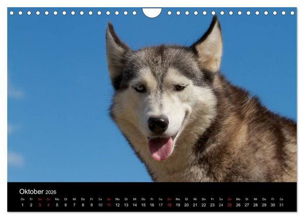 Produktbild: Huskys (Wandkalender 2026 DIN A4 quer), CALVENDO Monatskalender