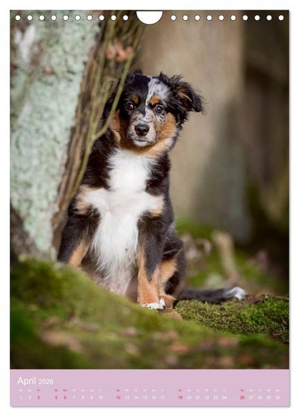 Produktbild: Tierkinder Hunde und Katzen (Wandkalender 2026 DIN A4 hoch), CALVENDO Monatskalender