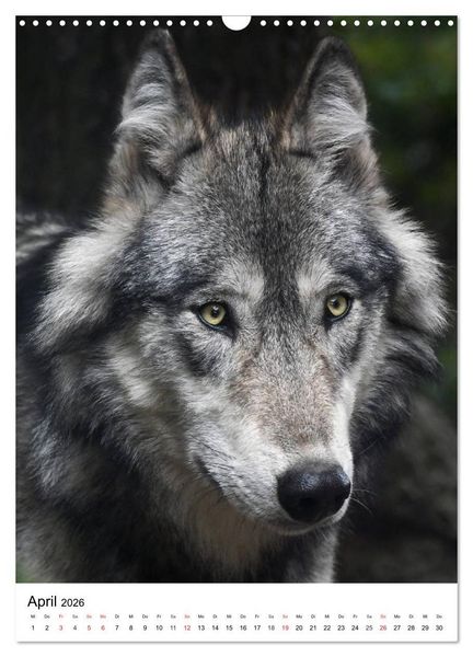 Produktbild: Wolf-Gesichter (Wandkalender 2026 DIN A3 hoch), CALVENDO Monatskalender