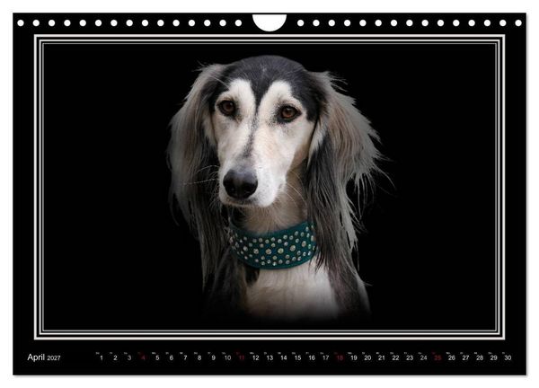 Produktbild: Saluki 2027 (Wandkalender 2027 DIN A4 quer), CALVENDO Monatskalender