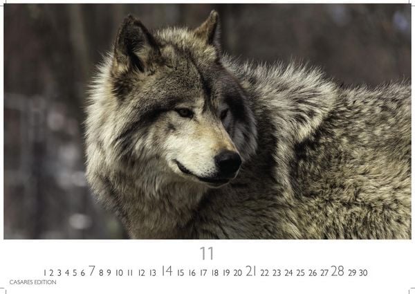 Produktbild: W&ouml;lfe Kalender 2027 &ndash; Wandkalender | Fotokalender Tierkalender 24x35cm - . mit faszinierenden Wolf-Motiven,