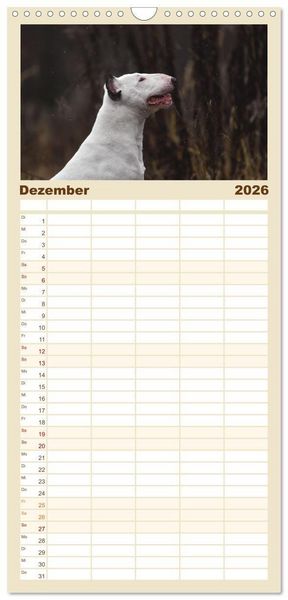 Produktbild: Familienplaner 2026 - Bullterrier - charmante Herzensbrecher mit 5 Spalten (Wandkalender, 21 x 45 cm) CALVENDO
