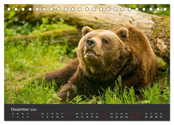 Produktbild: Die grossen B&auml;rentatzen (Tischkalender 2026 DIN A5 quer), CALVENDO Monatskalender