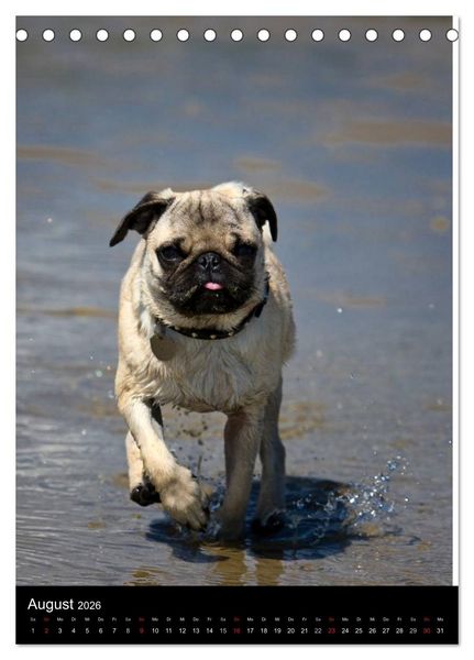 Produktbild: Das Mops-Jahr 2026 (Tischkalender 2026 DIN A5 hoch), CALVENDO Monatskalender