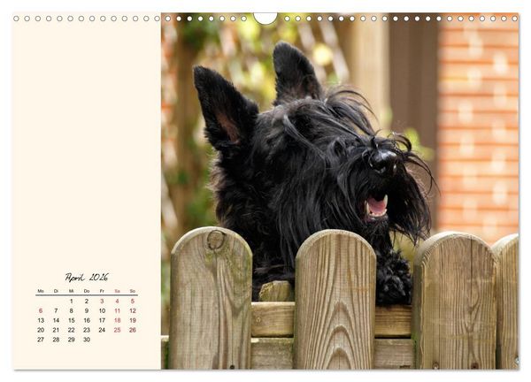 Produktbild: Scottish Terrier - Charmantes Rauhbein (Wandkalender 2026 DIN A3 quer), CALVENDO Monatskalender