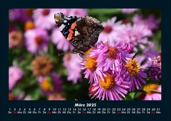 Produktbild: Bunte Pracht der Schmetterlinge 2025 Fotokalender DIN A4