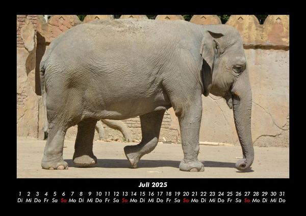 Produktbild: Elefanten - Die sanften Riesen Afrikas 2025 Fotokalender DIN A3