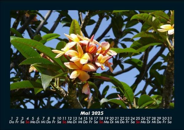 Produktbild: Blumentr&auml;ume 2025 Fotokalender DIN A5