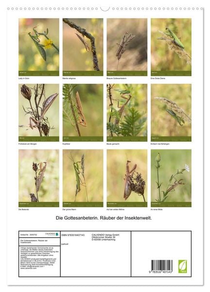 Produktbild: Die Gottesanbeterin. R&auml;uber der Insektenwelt. (hochwertiger Premium Wandkalender 2026 DIN A2 hoch), Kunstdruck in Hochglanz