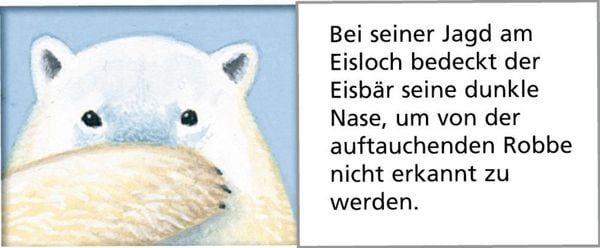 Produktbild: Wandkalender - Tiere der Arktis