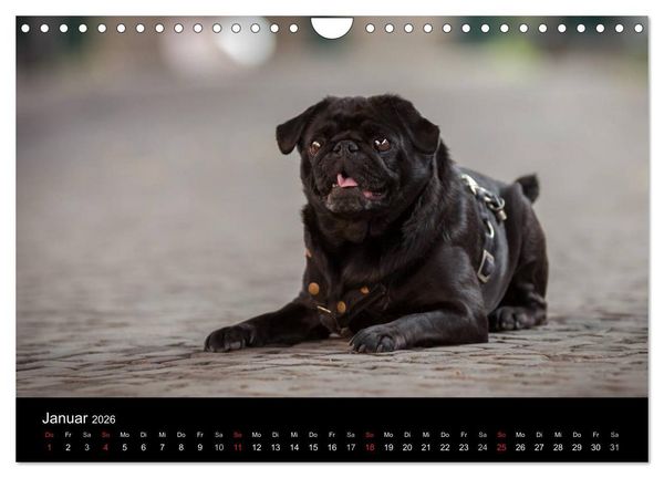Produktbild: Vermopst durchs Jahr (Wandkalender 2026 DIN A4 quer), CALVENDO Monatskalender