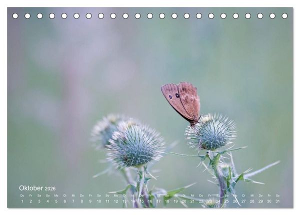 Produktbild: Eine Safari im Garten (Tischkalender 2026 DIN A5 quer), CALVENDO Monatskalender