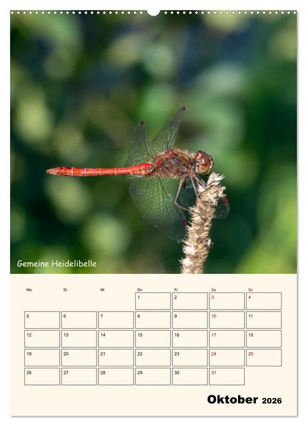 Produktbild: Libellen - Flugk&uuml;nstler in Bayern (Wandkalender 2026 DIN A2 hoch), CALVENDO Monatskalender
