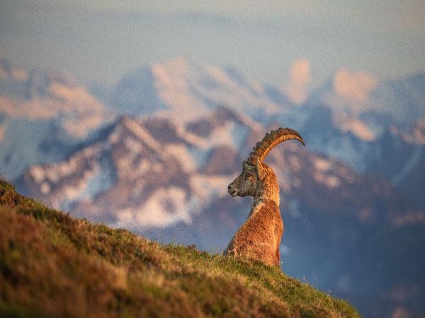 Produktbild: CALVENDO Puzzle Alpensteinbock | 1000 Teile Lege-Gr&ouml;&szlig;e 64x48cm Foto-Puzzle f&uuml;r gl&uuml;ckliche Stunden