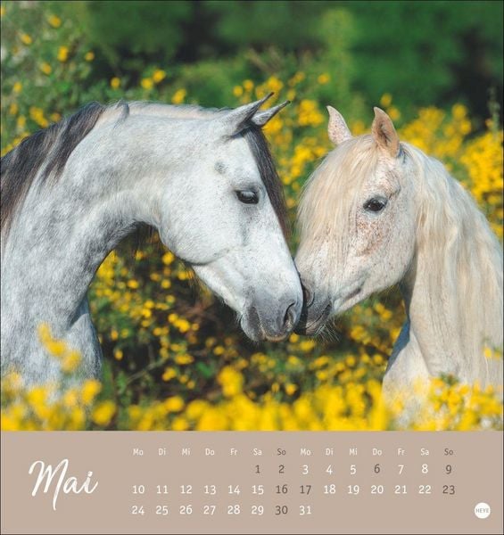 Produktbild: Pferde Postkartenkalender 2027 - Starke Freunde