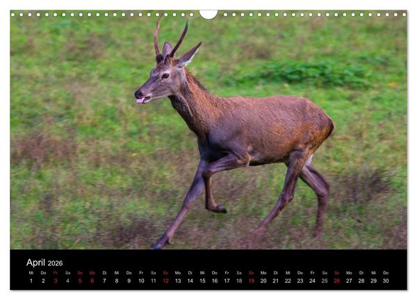 Produktbild: Der Rothirsch, K&ouml;nig der W&auml;lder (Wandkalender 2026 DIN A3 quer), CALVENDO Monatskalender