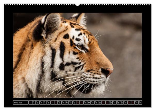 Produktbild: Tiger, L&ouml;we und Co. (hochwertiger Premium Wandkalender 2026 DIN A2 quer), Kunstdruck in Hochglanz