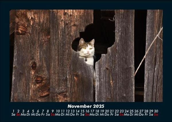Produktbild: F&uuml;r Katzenfreunde 2025 Fotokalender DIN A5