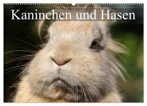 Produktbild: Kaninchen und Hasen (Wandkalender 2026 DIN A2 quer), CALVENDO Monatskalender