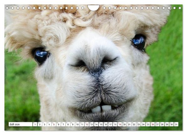 Produktbild: Lustige Tier-Selfies. Tierische Selbstportraits (Wandkalender 2026 DIN A4 quer), CALVENDO Monatskalender